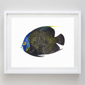 Tropical Fish 2 (Angel Fish) Watercolor Print