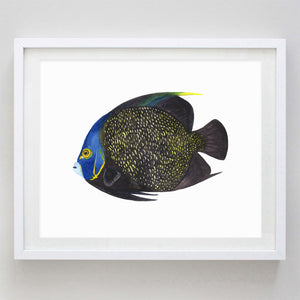 Tropical Fish 3 (Parrot Fish) Watercolor Print