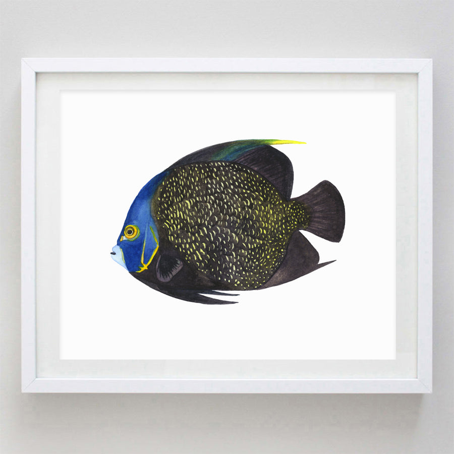 art print - mandarin goby watercolor print - carly rae studio