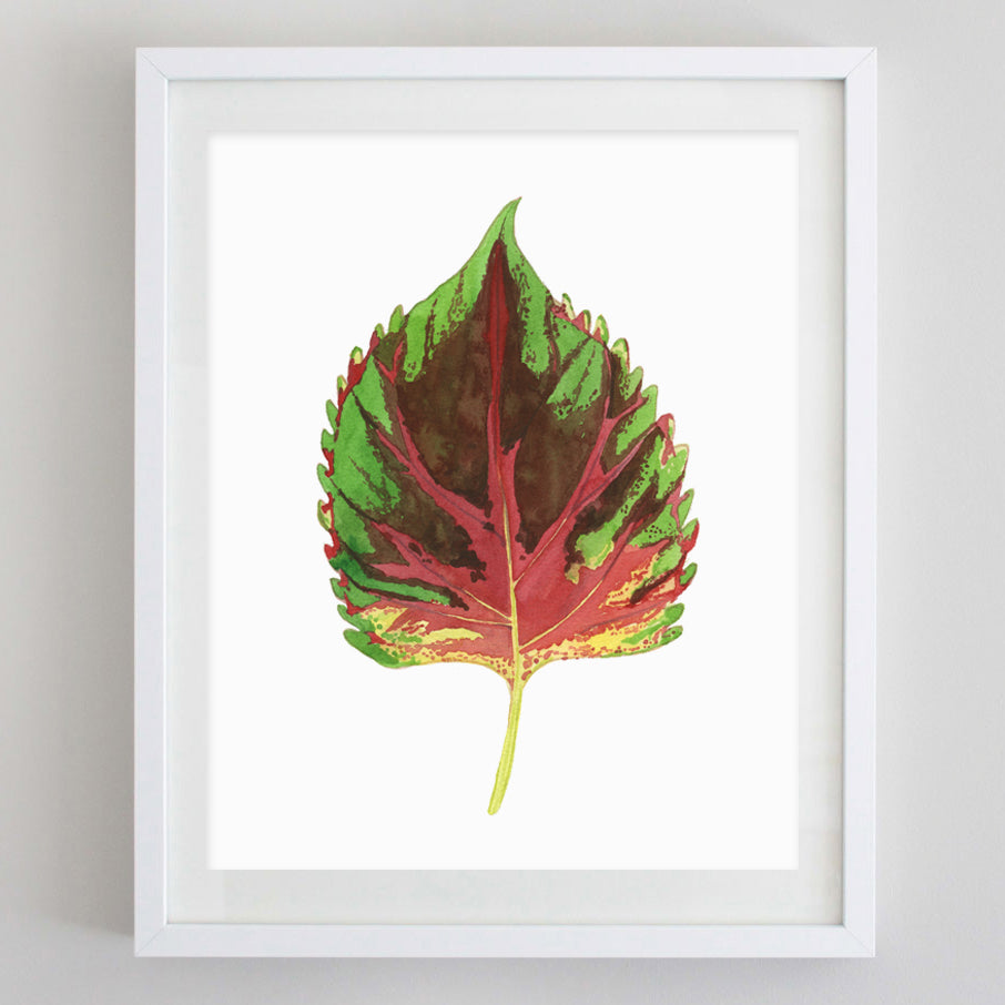 Coleus Watercolor Print