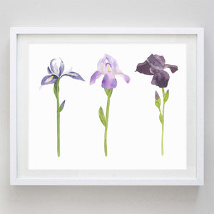 Iris Watercolor Print