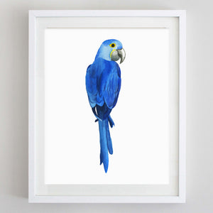 art print - hyacinth macaw watercolor print - carly rae studio