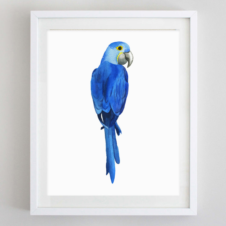 art print - hyacinth macaw watercolor print - carly rae studio