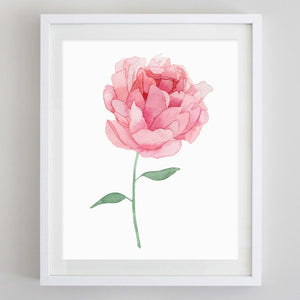 Pink Peony Watercolor Print